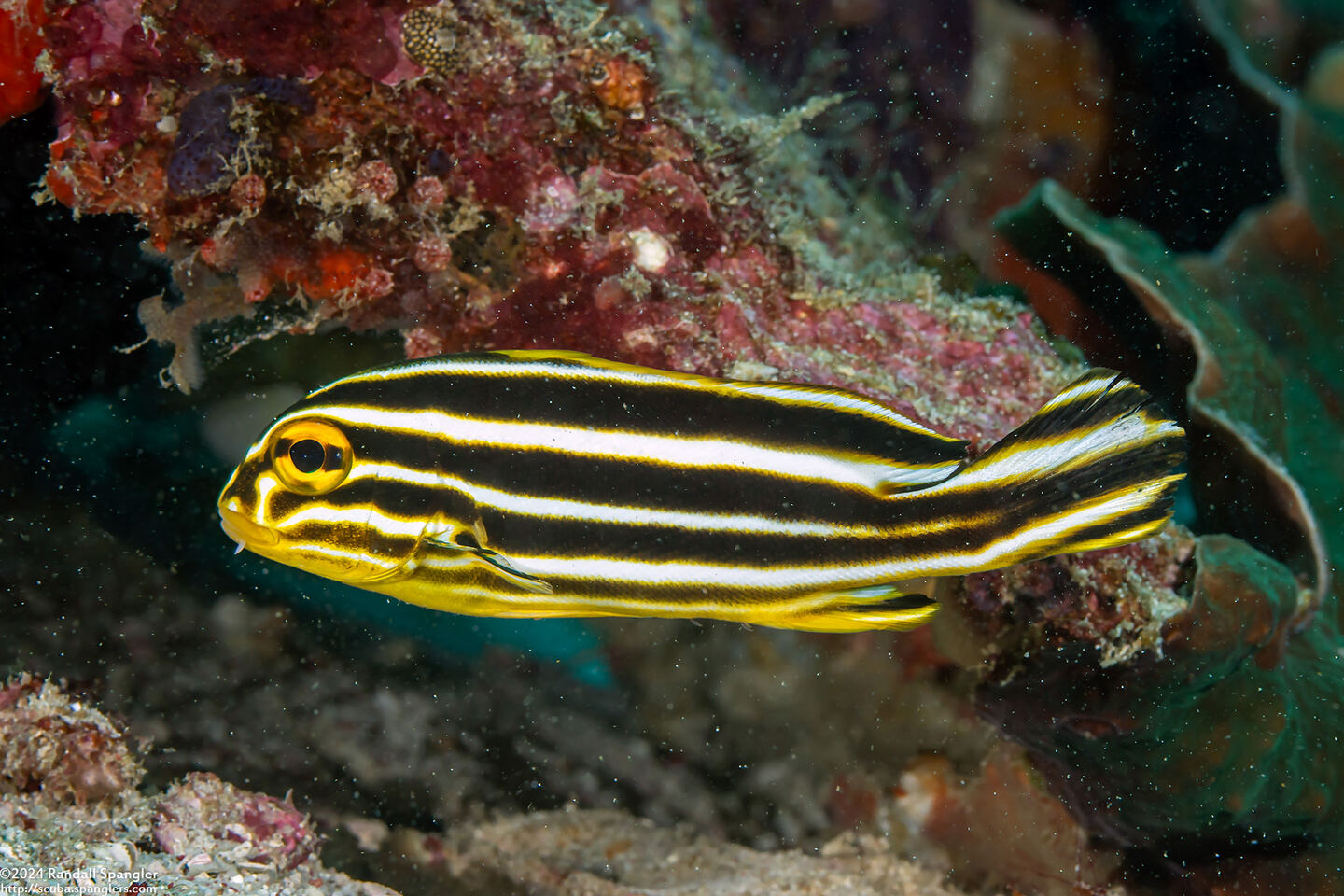 Plectorhinchus polytaenia (Ribbon Sweetlips)