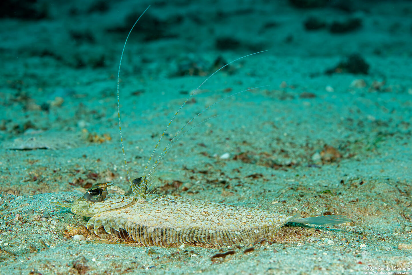 Bothus pantherinus (Panther Flounder)