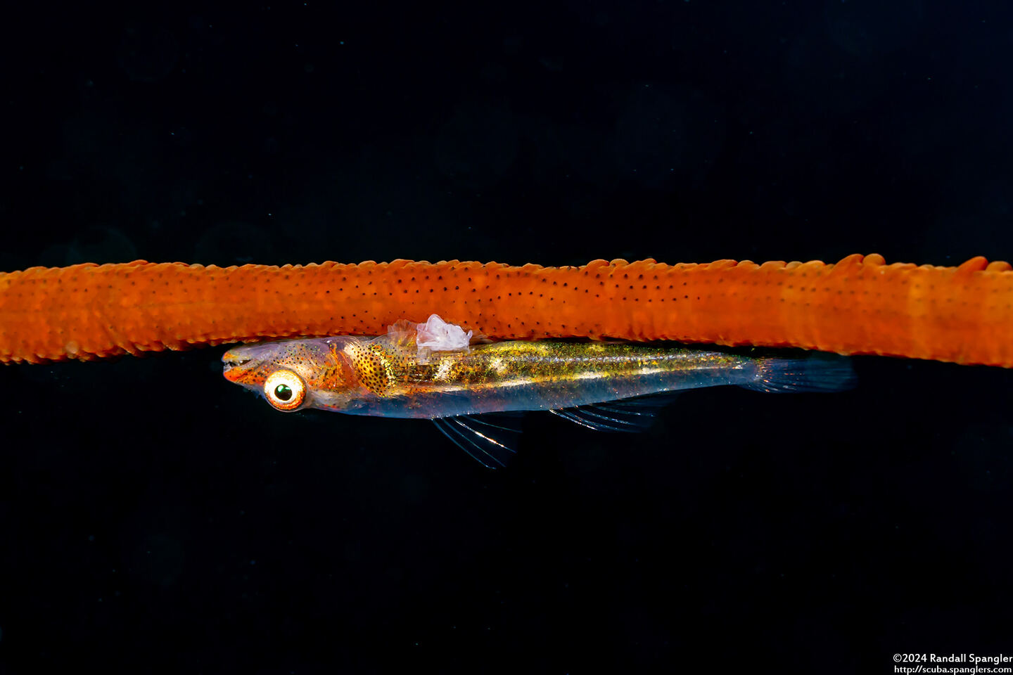 Bryaninops yongei (Wire Coral Goby)