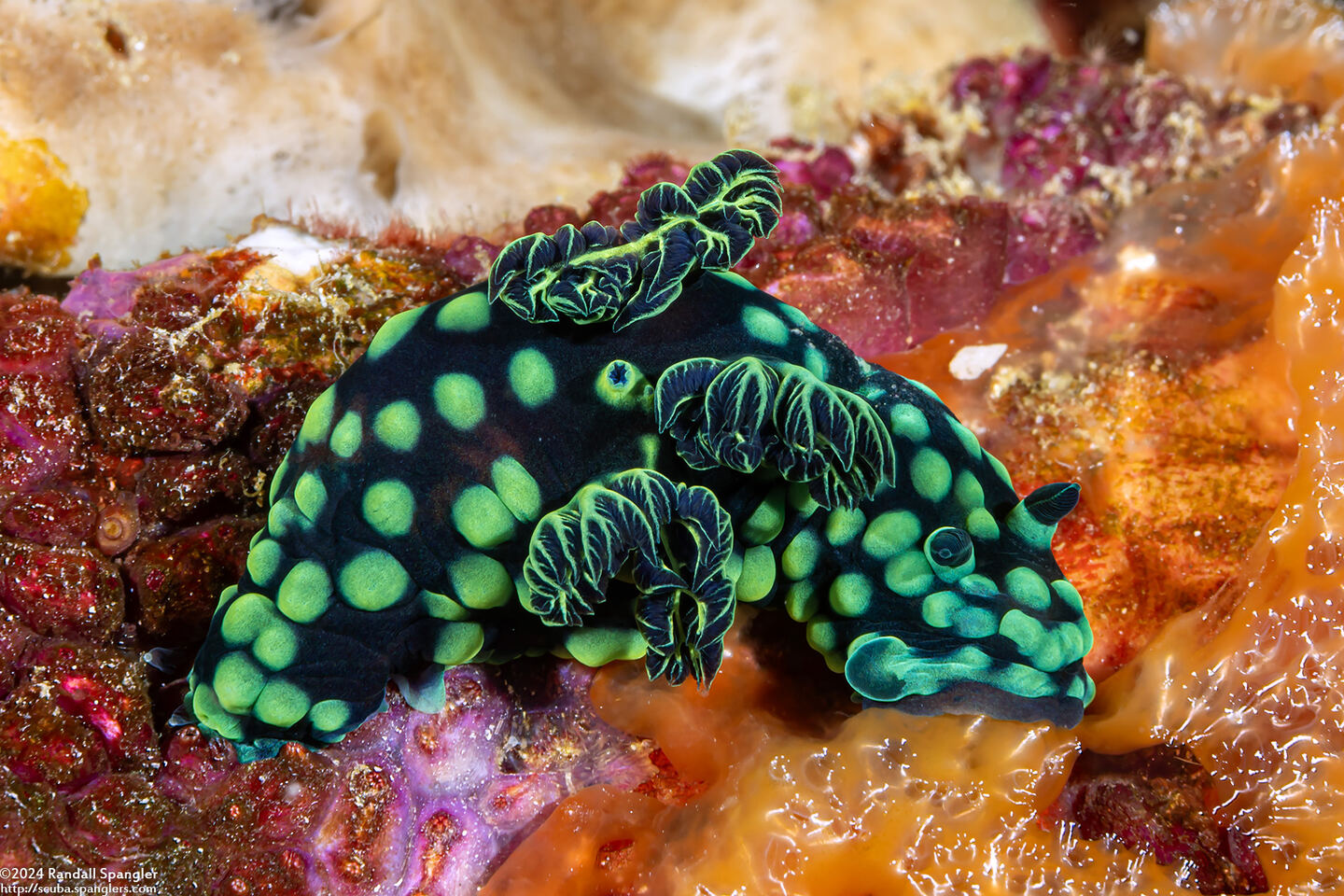 Nembrotha cristata (Crested Nembrotha)