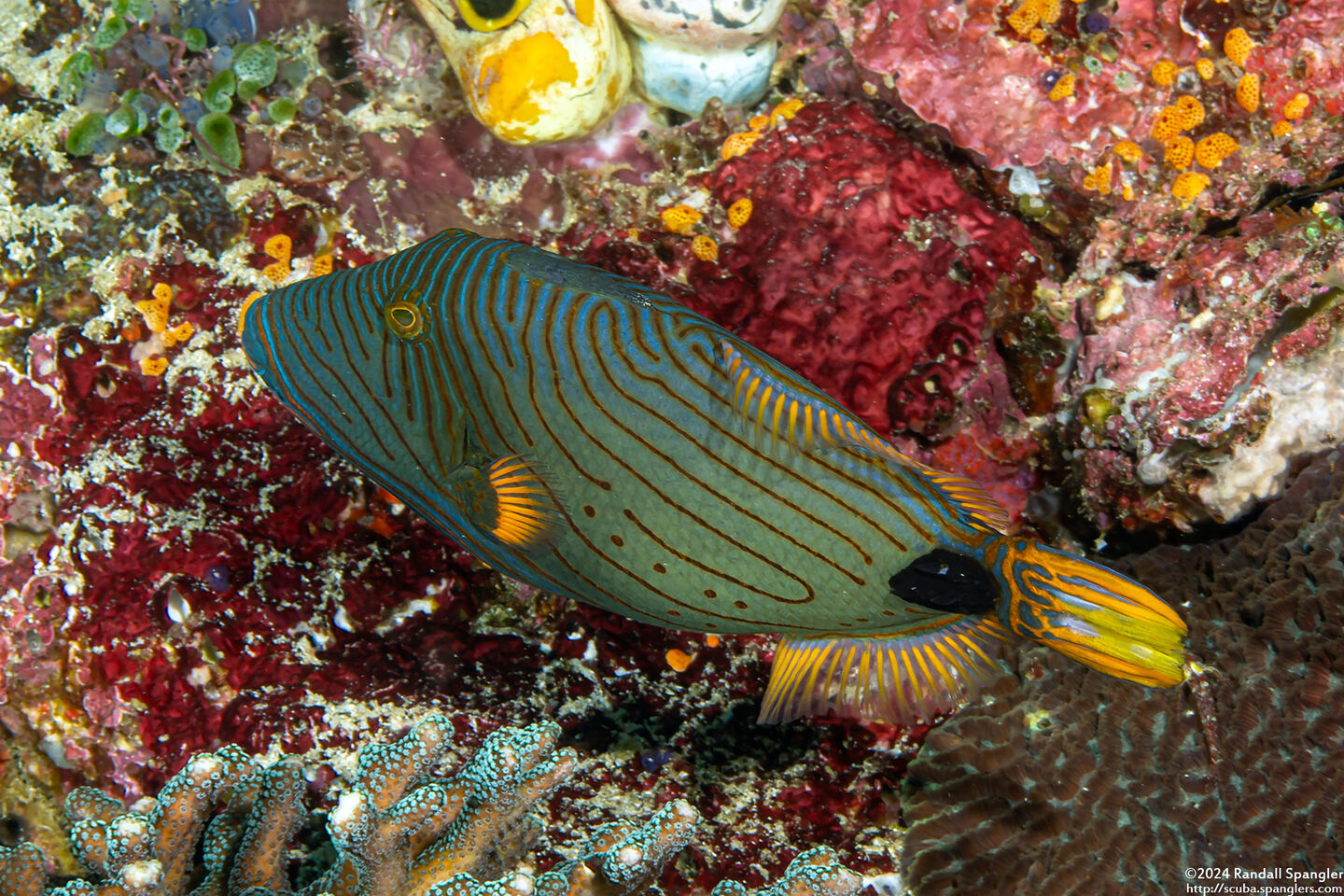 Balistapus undulatus (Orange-Lined Triggerfish)