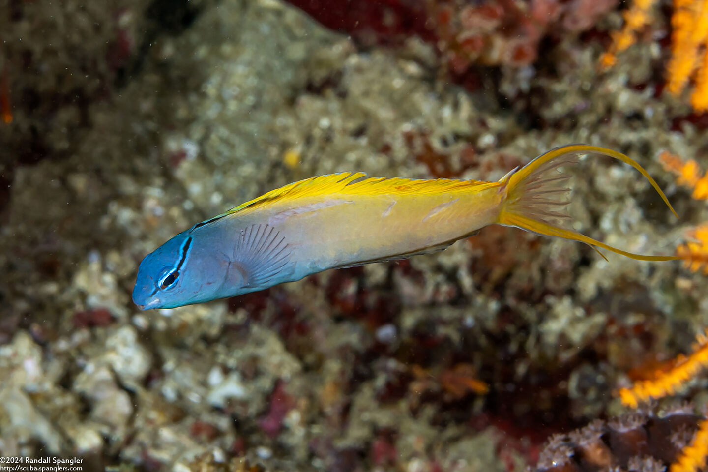 Meiacanthus atrodorsalis (Yellowtail Fangblenny)