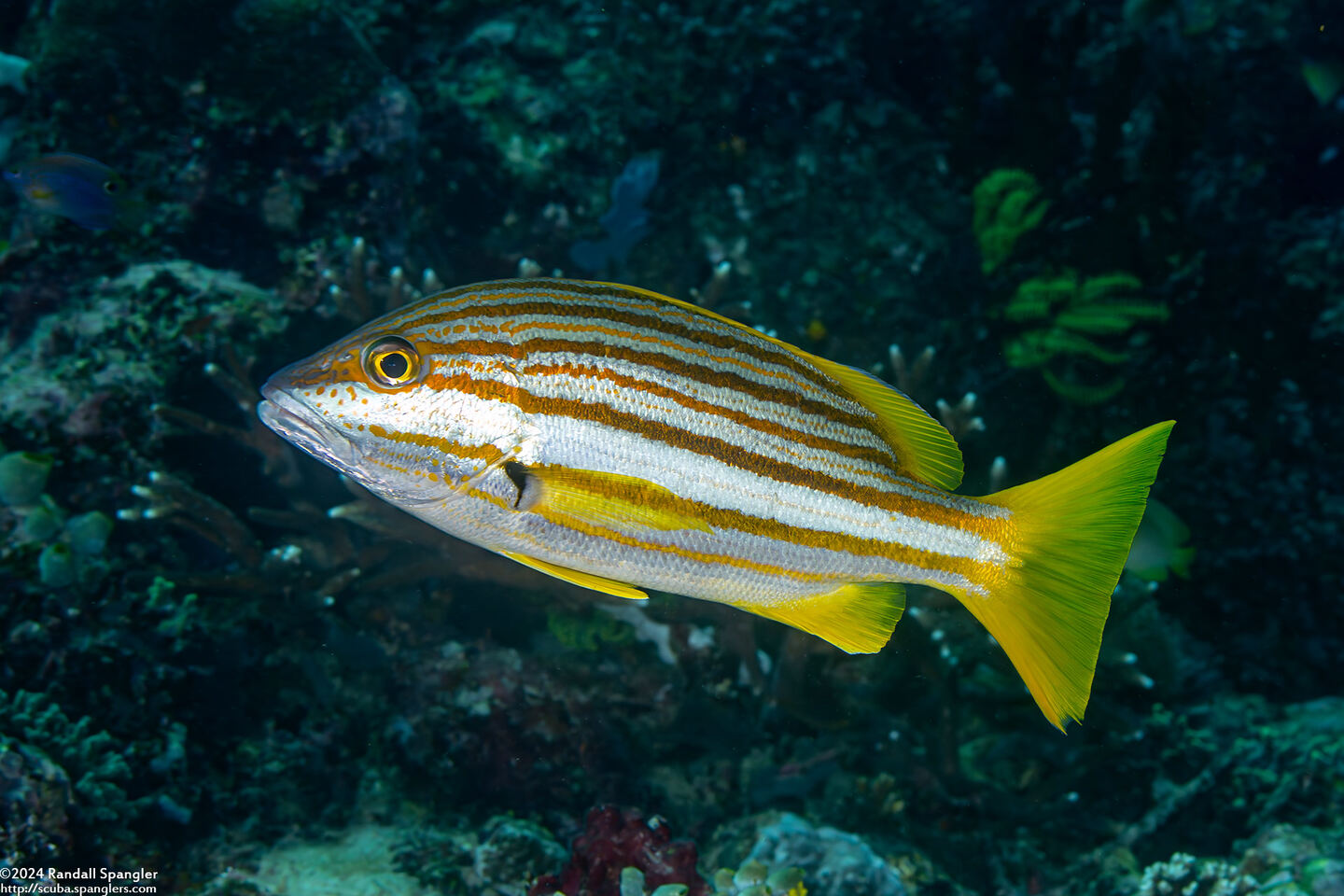 Lutjanus carponotatus (Spanish Flag Snapper)