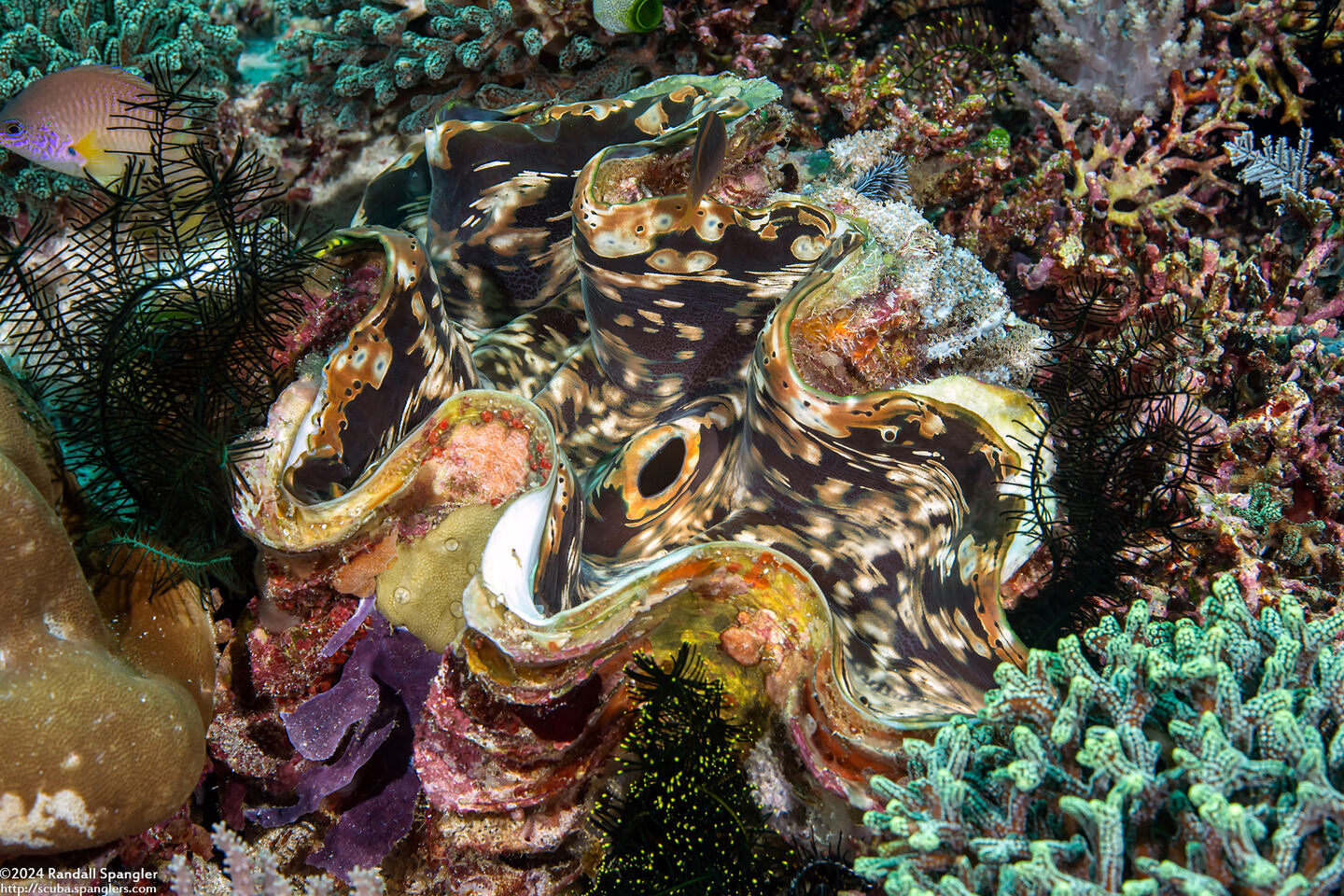 Tridacna squamosa (Fluted Giant Clam)