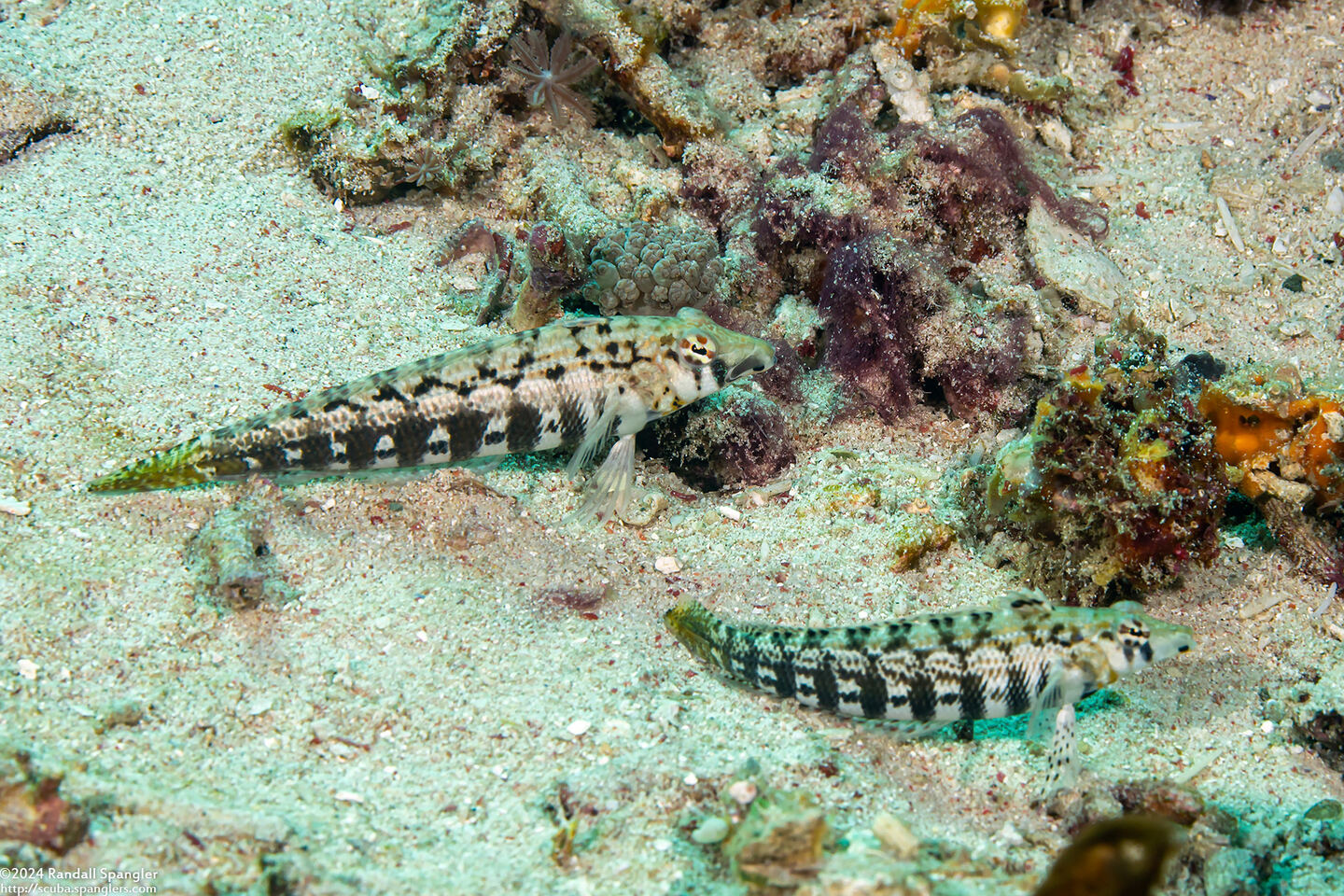 Parapercis cylindrica (Sharpnose Sandperch)