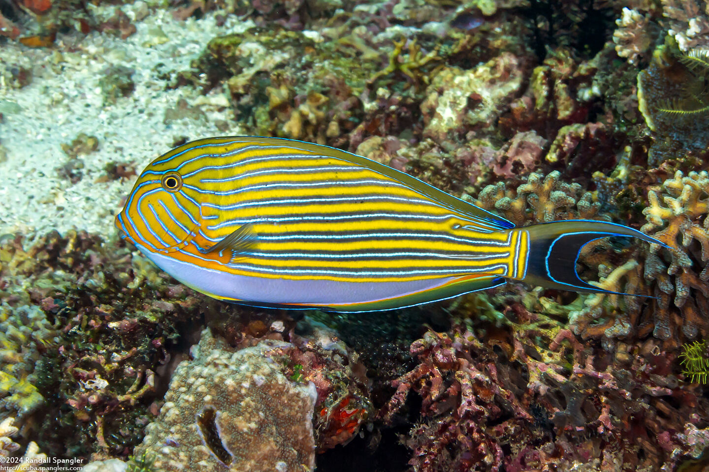 Acanthurus lineatus (Striped Surgeonfish)