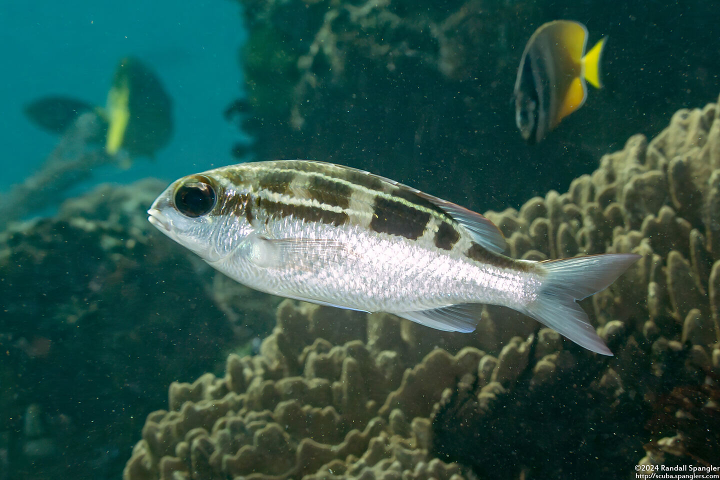 Scolopsis lineata (Striped Monocle Bream)