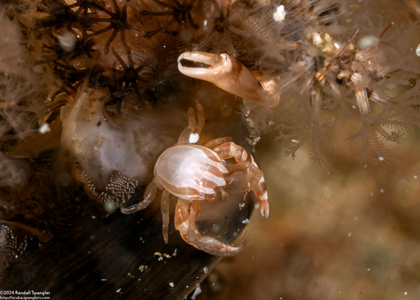 Porcellanella haigae (Haig's Porcelain Crab)