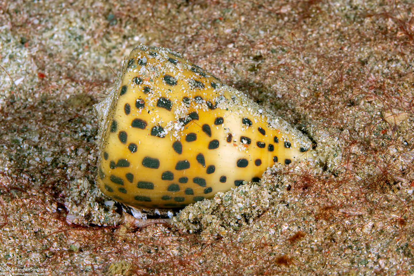 Conus pulicarius (Flea Cone)