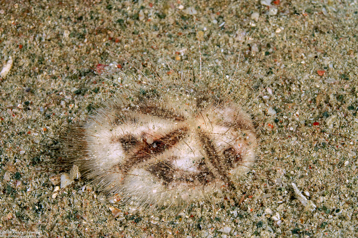 Maretia planulata (Longspine Heart Urchin)