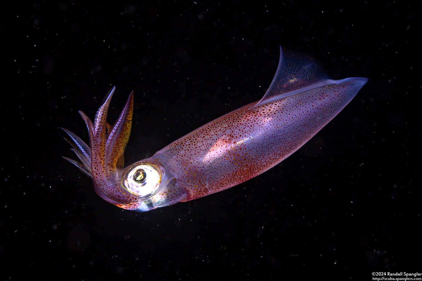 Uroteuthis duvaucelii (Indian Squid)