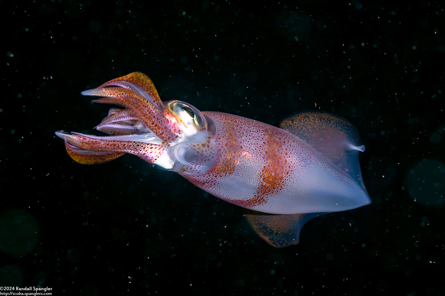 Uroteuthis duvaucelii (Indian Squid)