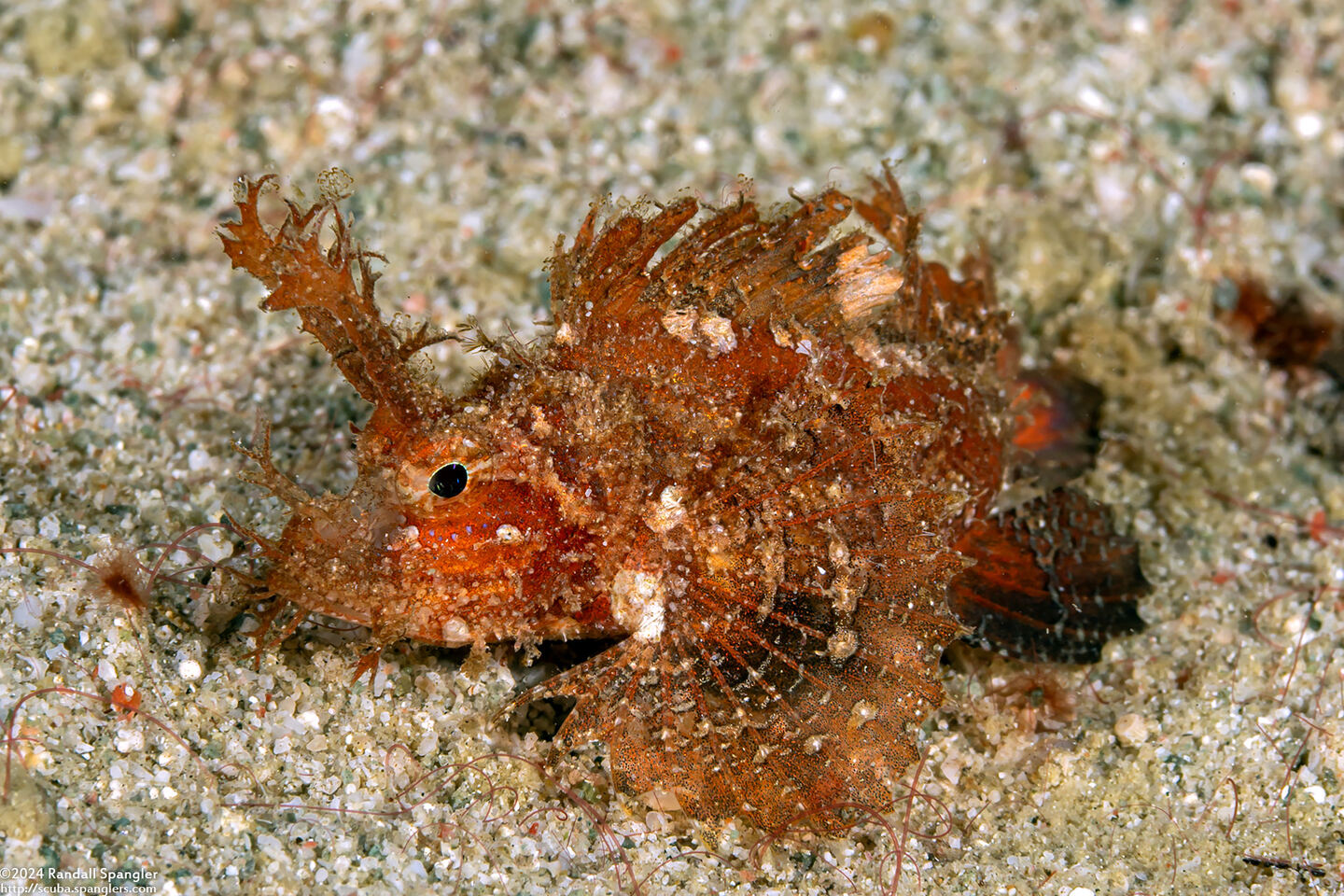 Pteroidichthys amboinensis (Ambon Scorpionfish)