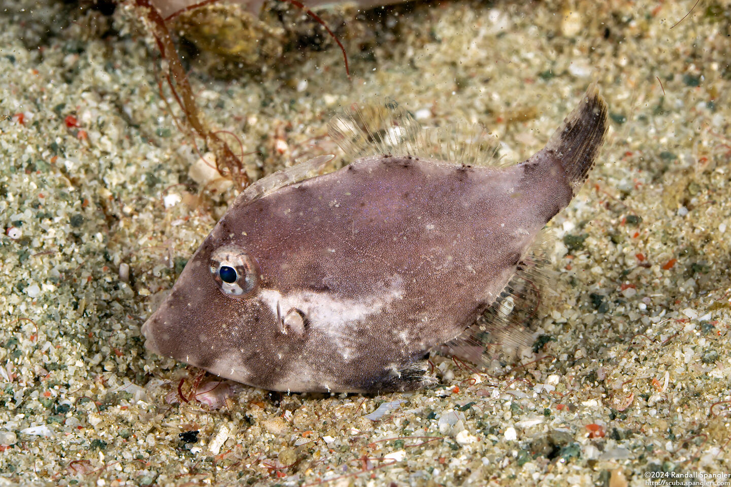 Paramonacanthus choirocephalus (Whiteblotch Filefish)