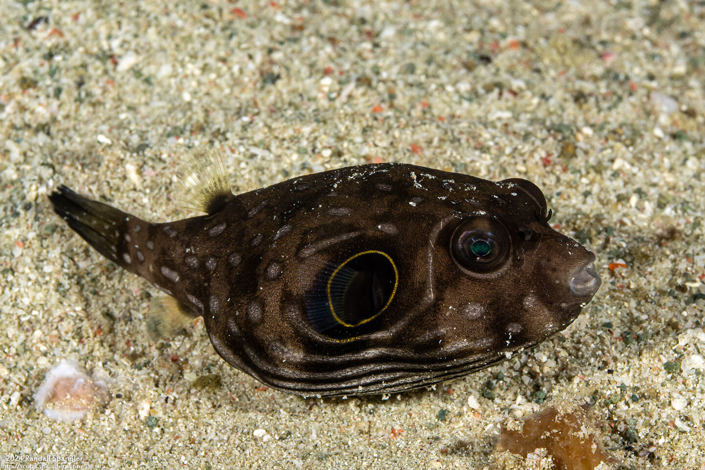 Arothron hispidus (White-Spotted Puffer); Small juvenile