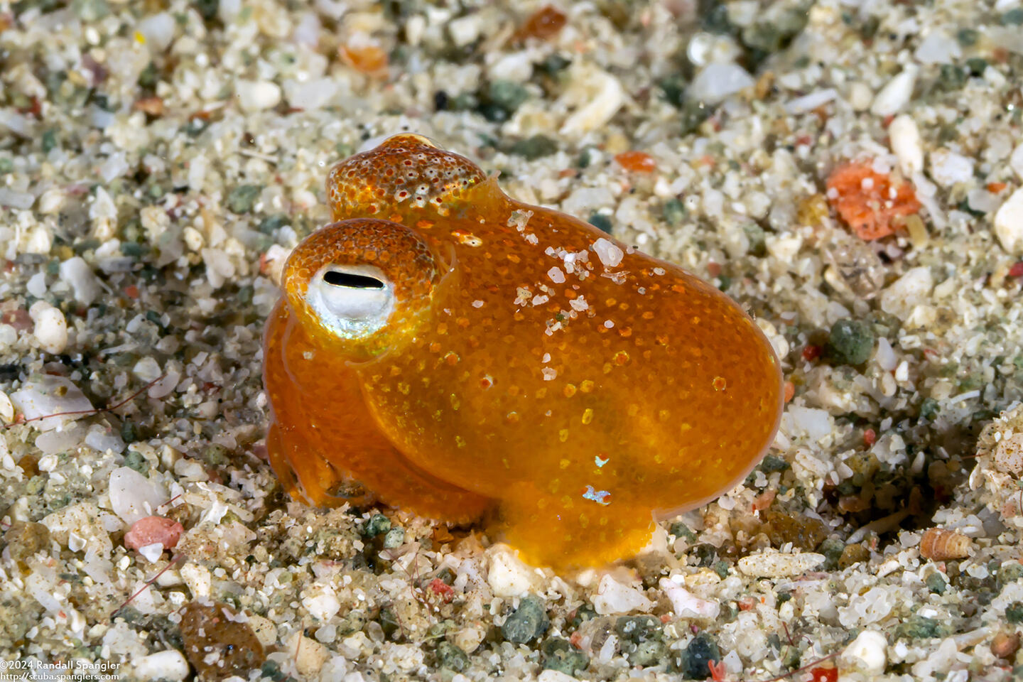 Sepiadarium kochi (Tropical Bobtail Squid)