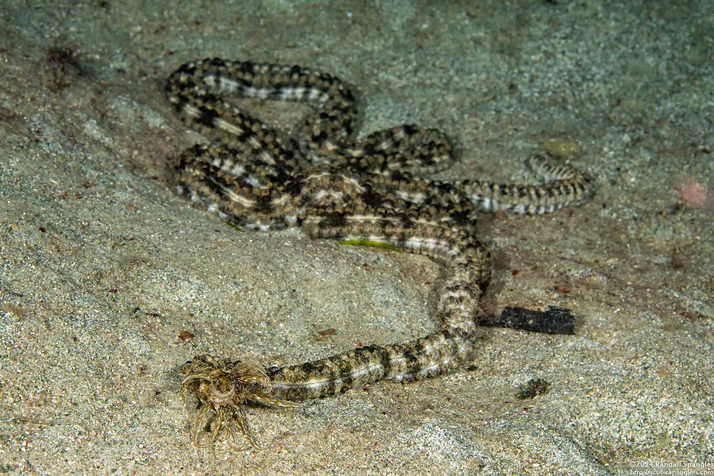 Synapta maculata (Spotted Worm Sea Cucumber)