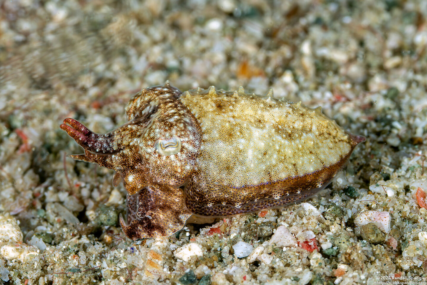 Sepia latimanus (Broadclub Cuttlefish)