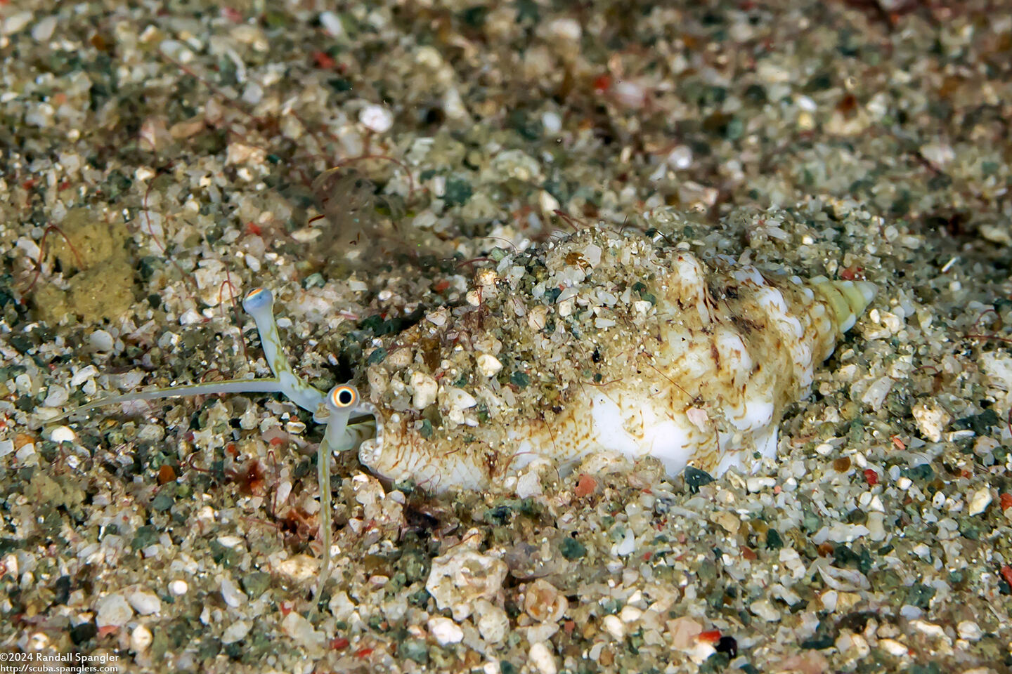 Canarium erythrinum (Lavender-Mouth Conch)