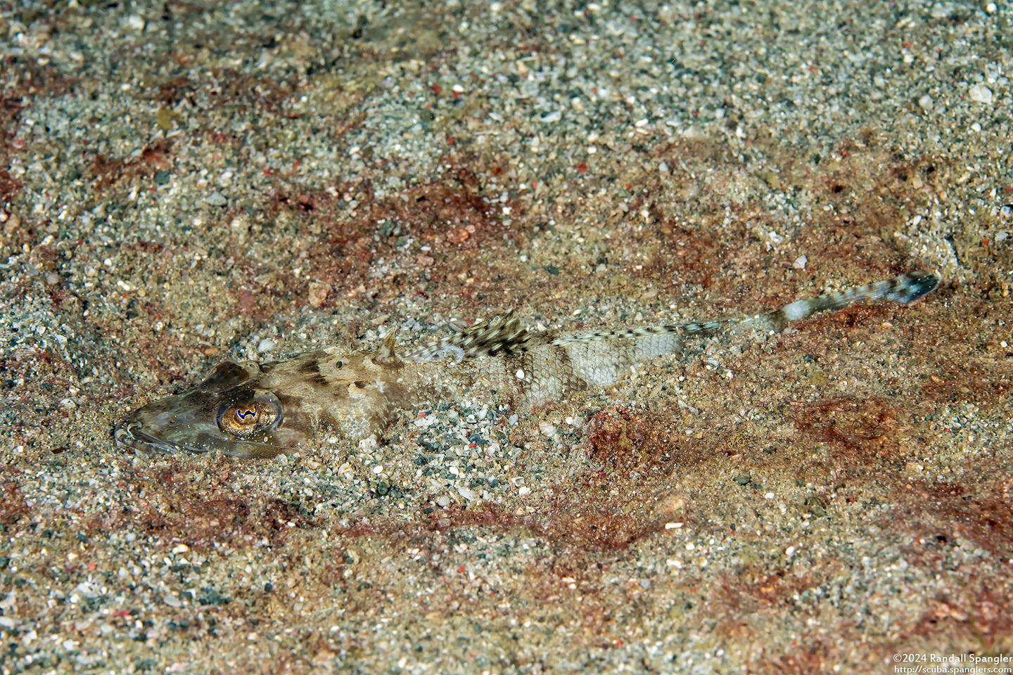 Rogadius welanderi (Welander's Flathead)