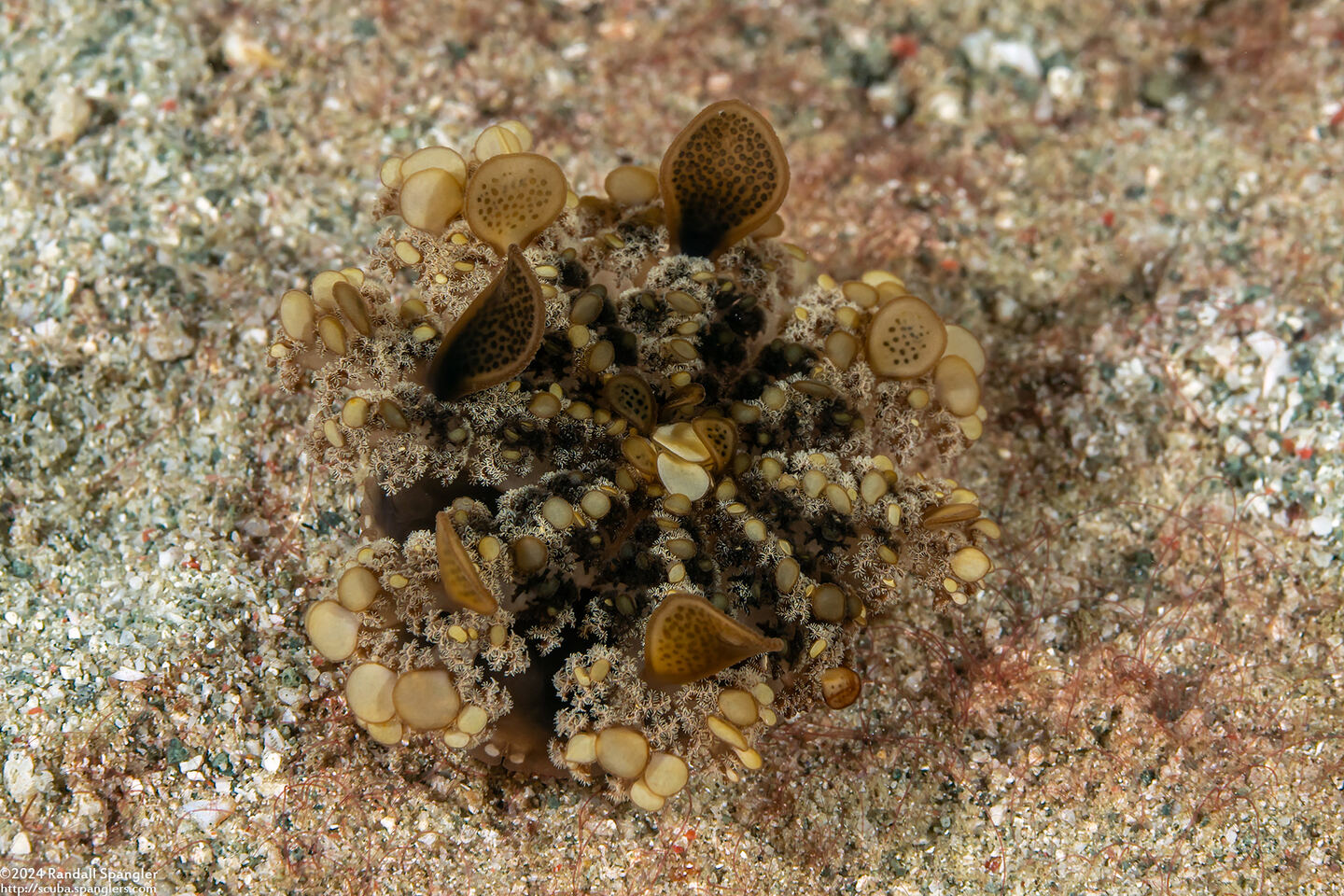 Cassiopea andromeda (Upside-Down Jelly)