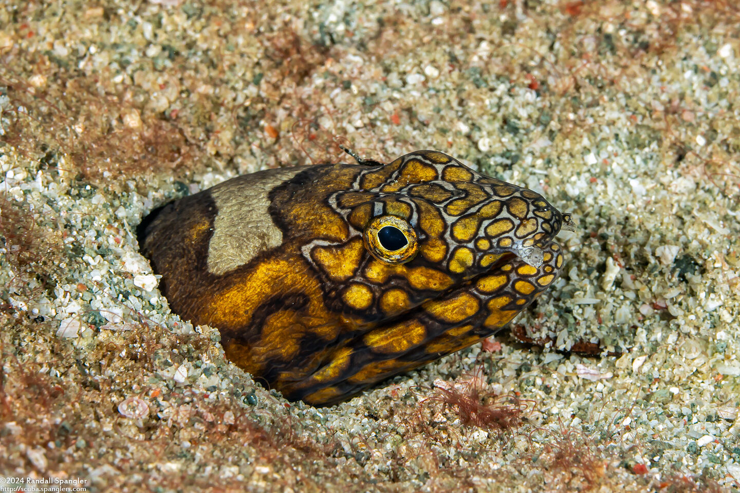 Ophichthus bonaparti (Napoleon Snake Eel)