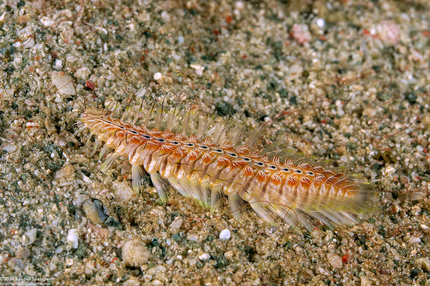 Chloeia amphora (Amphora Fireworm)