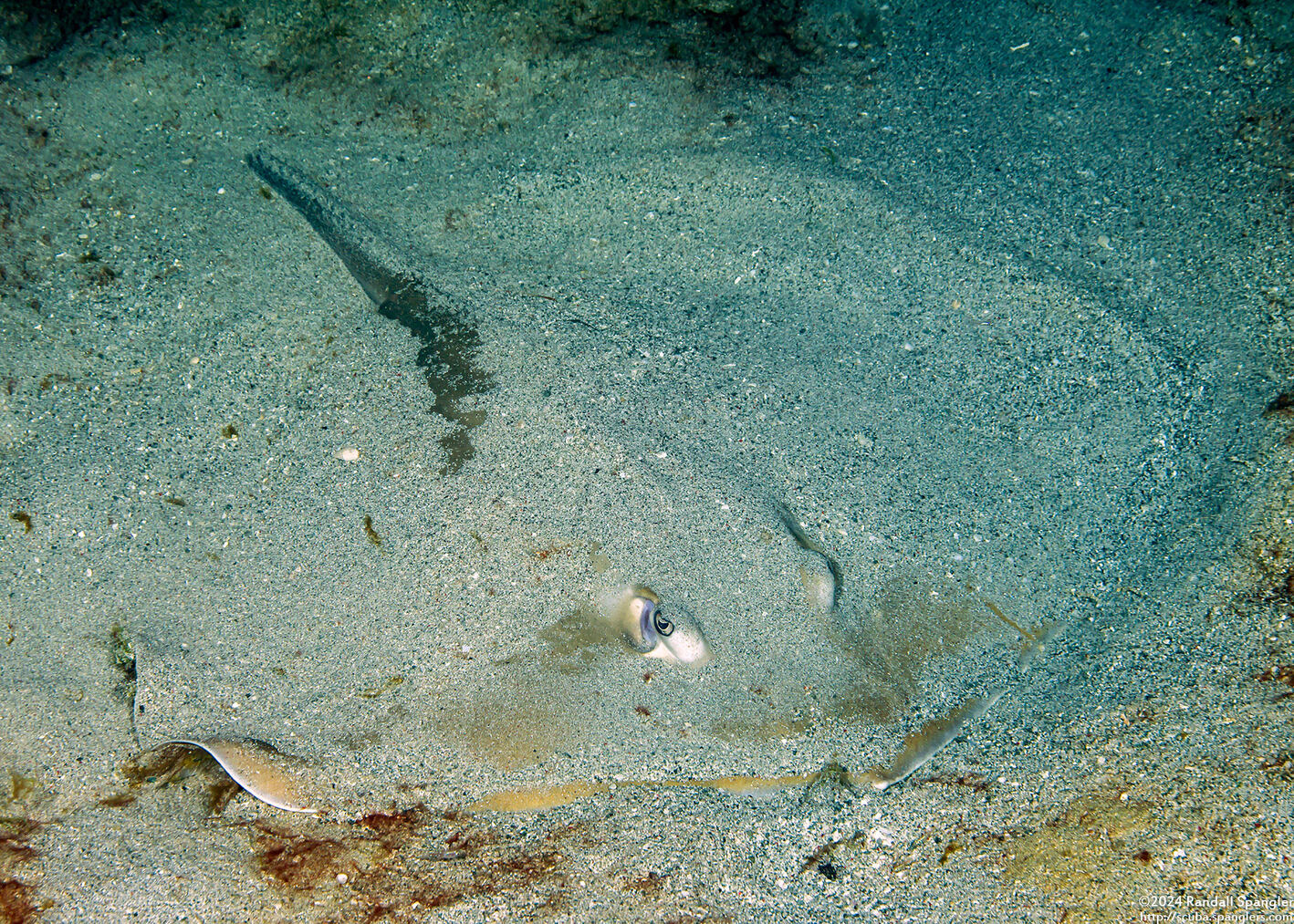 Pastinachus sephen (Cowtail Stingray)