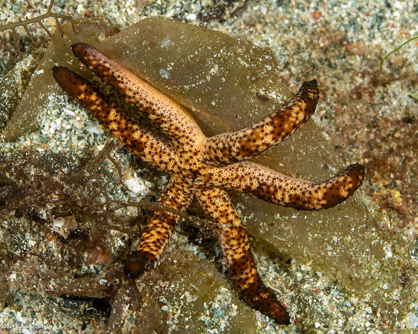 Echinaster luzonicus (Luzon Sea Star)