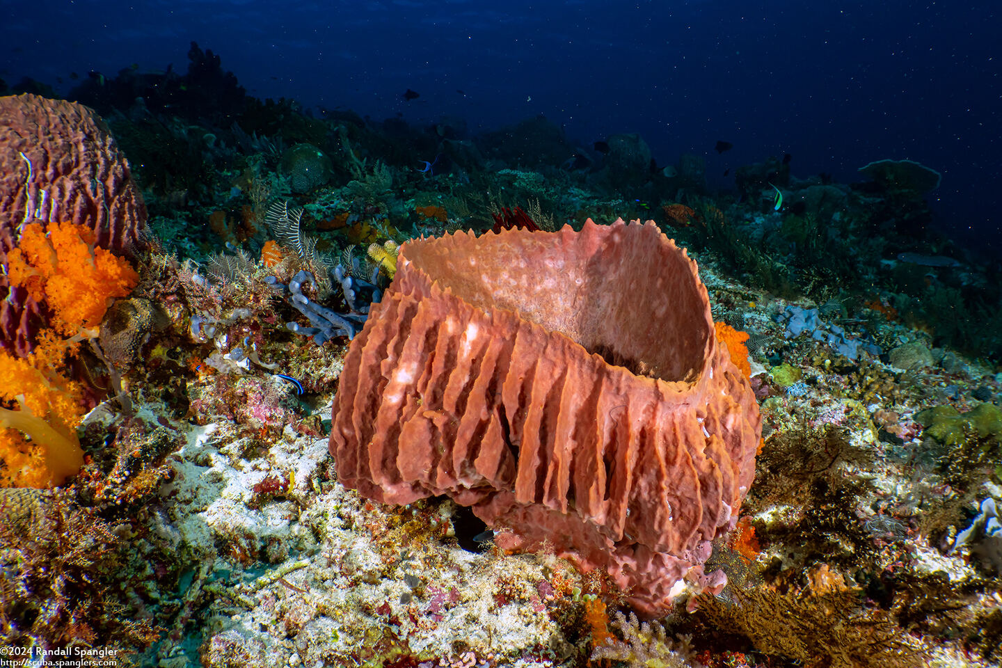 Xestospongia testudinaria (Barrel Sponge)