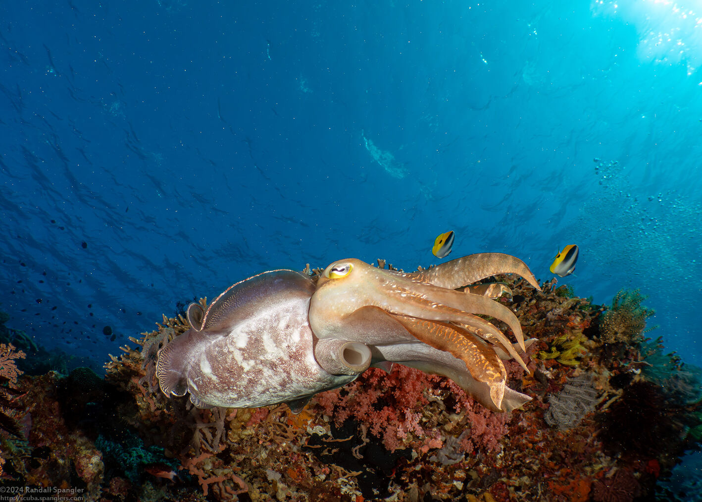 Sepia pharaonis (Pharaoh Cuttlefish)