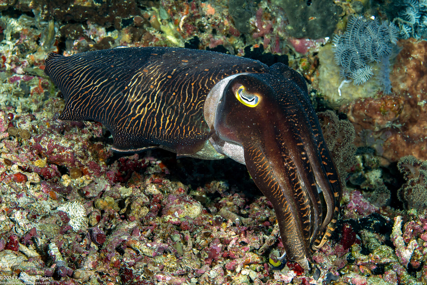 Sepia pharaonis (Pharaoh Cuttlefish)