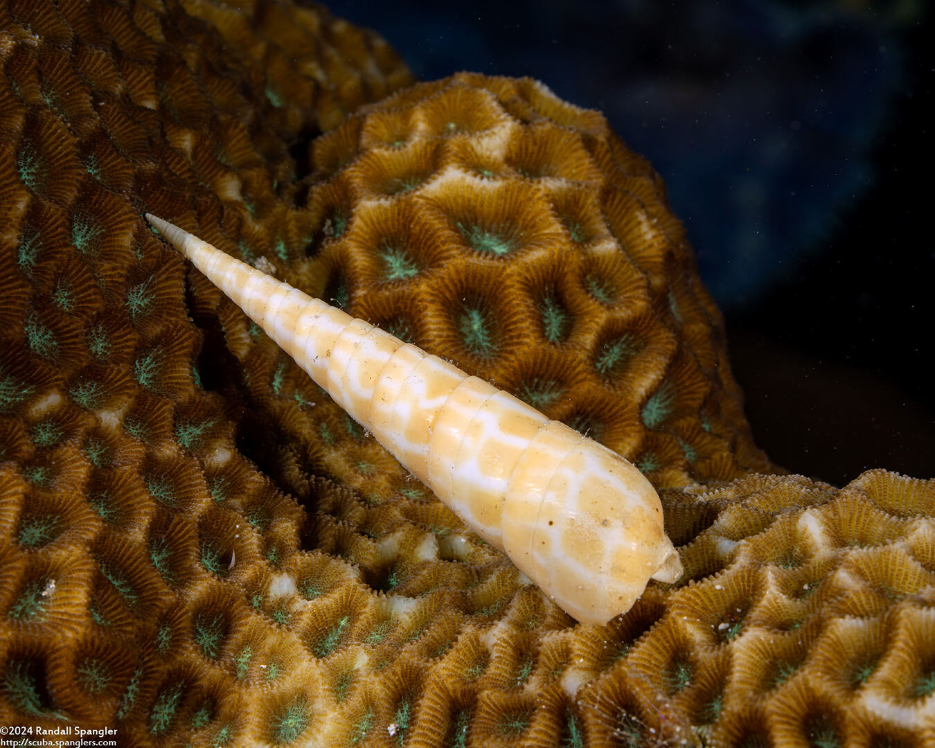 Oxymeris dimidiata (Orange Auger)