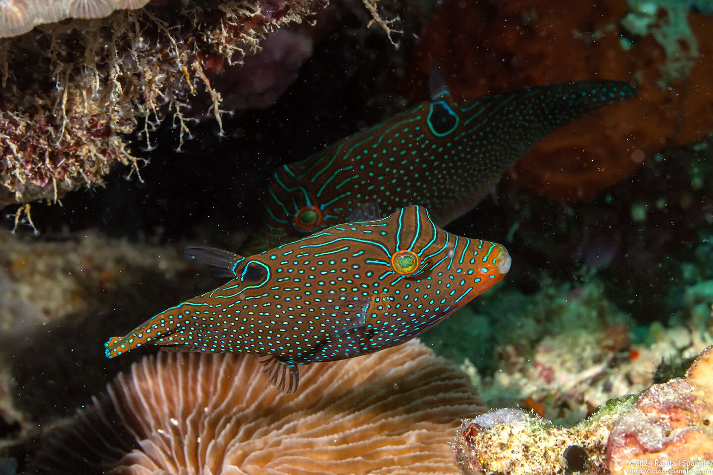 Canthigaster papua (Papuan Toby)