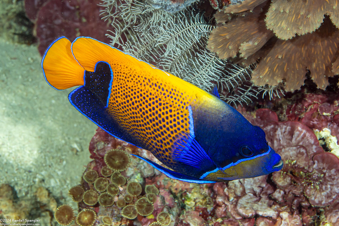 Pomacanthus navarchus (Bluegirdled Angelfish)