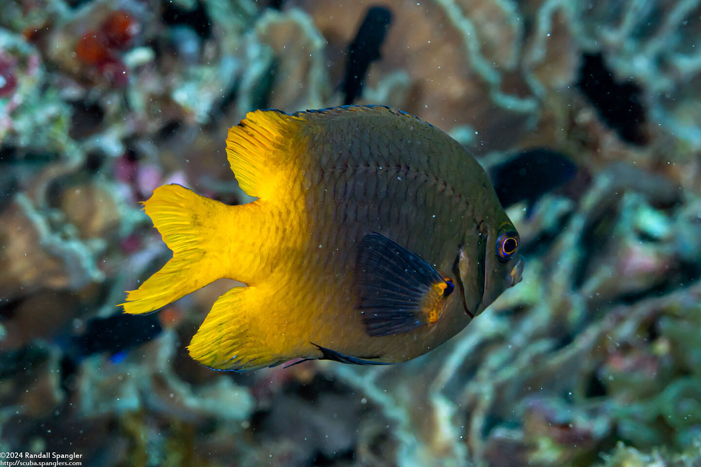 Neoglyphidodon nigroris (Yellowtail Damsel)