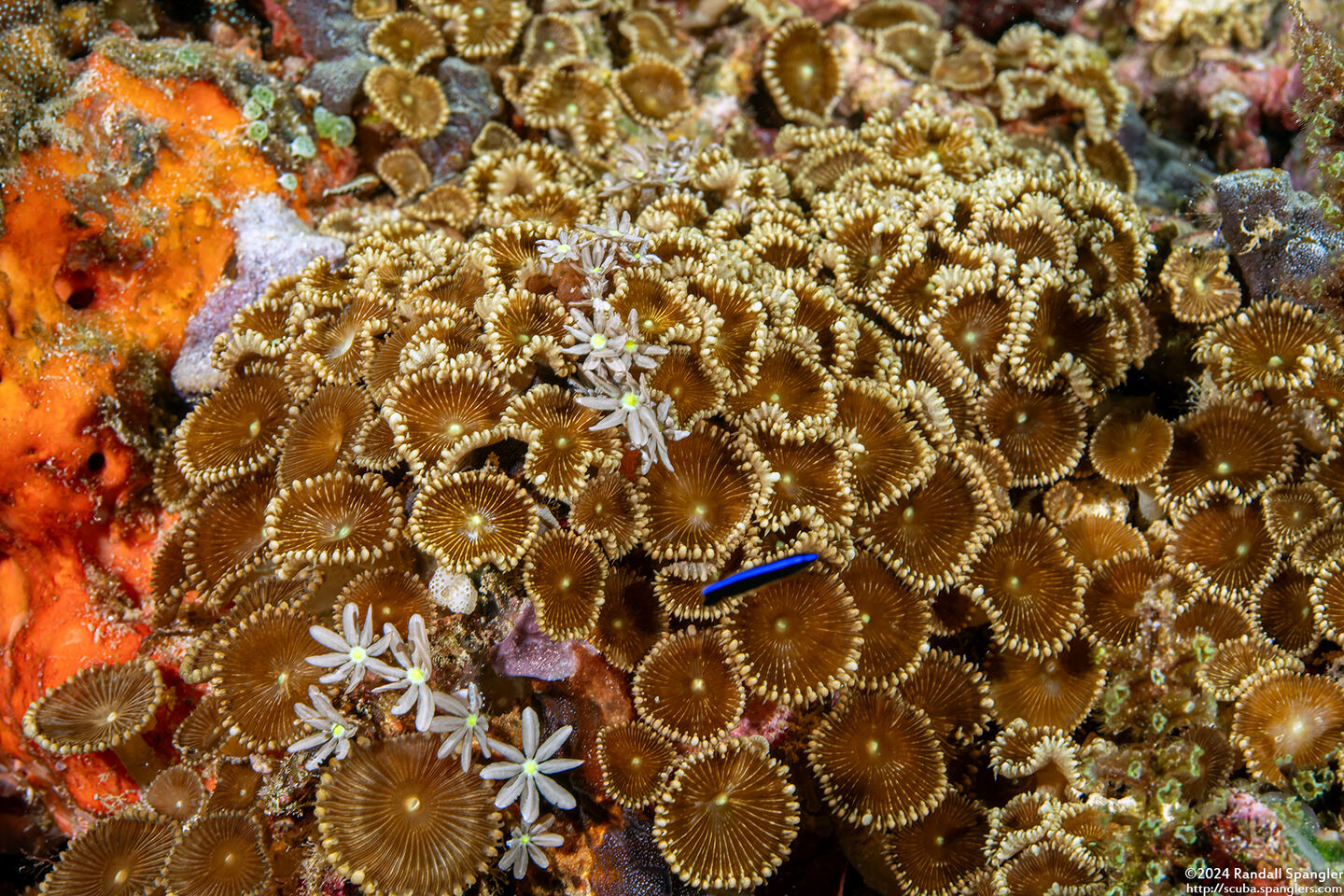 Palythoa heliodiscus (Sunray Zoanthid)