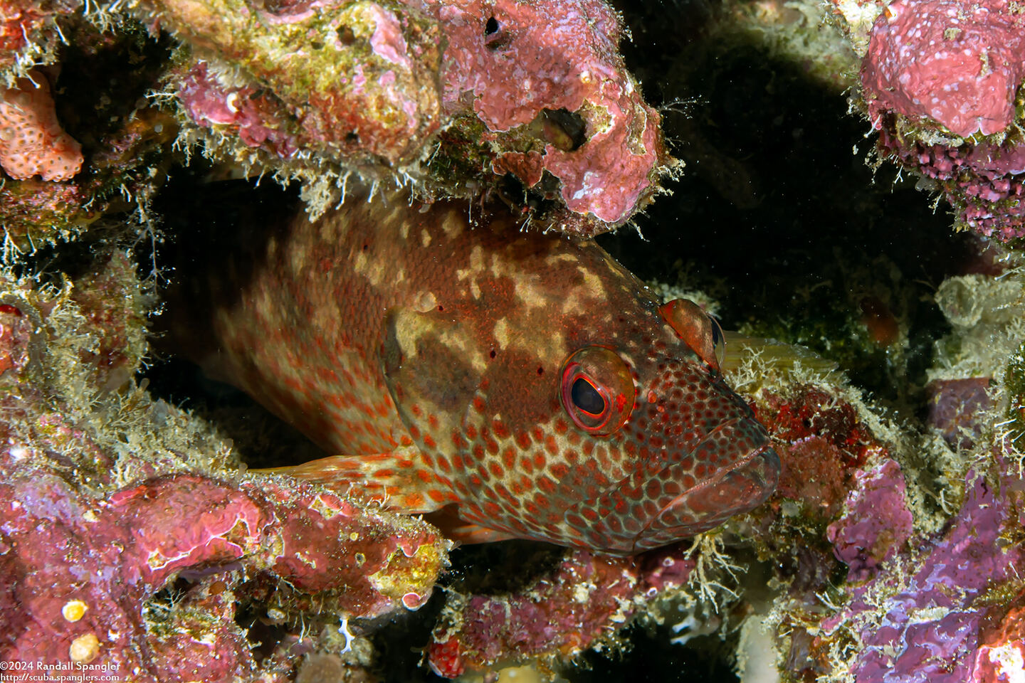 Cephalopholis leopardus (Leopard Grouper)