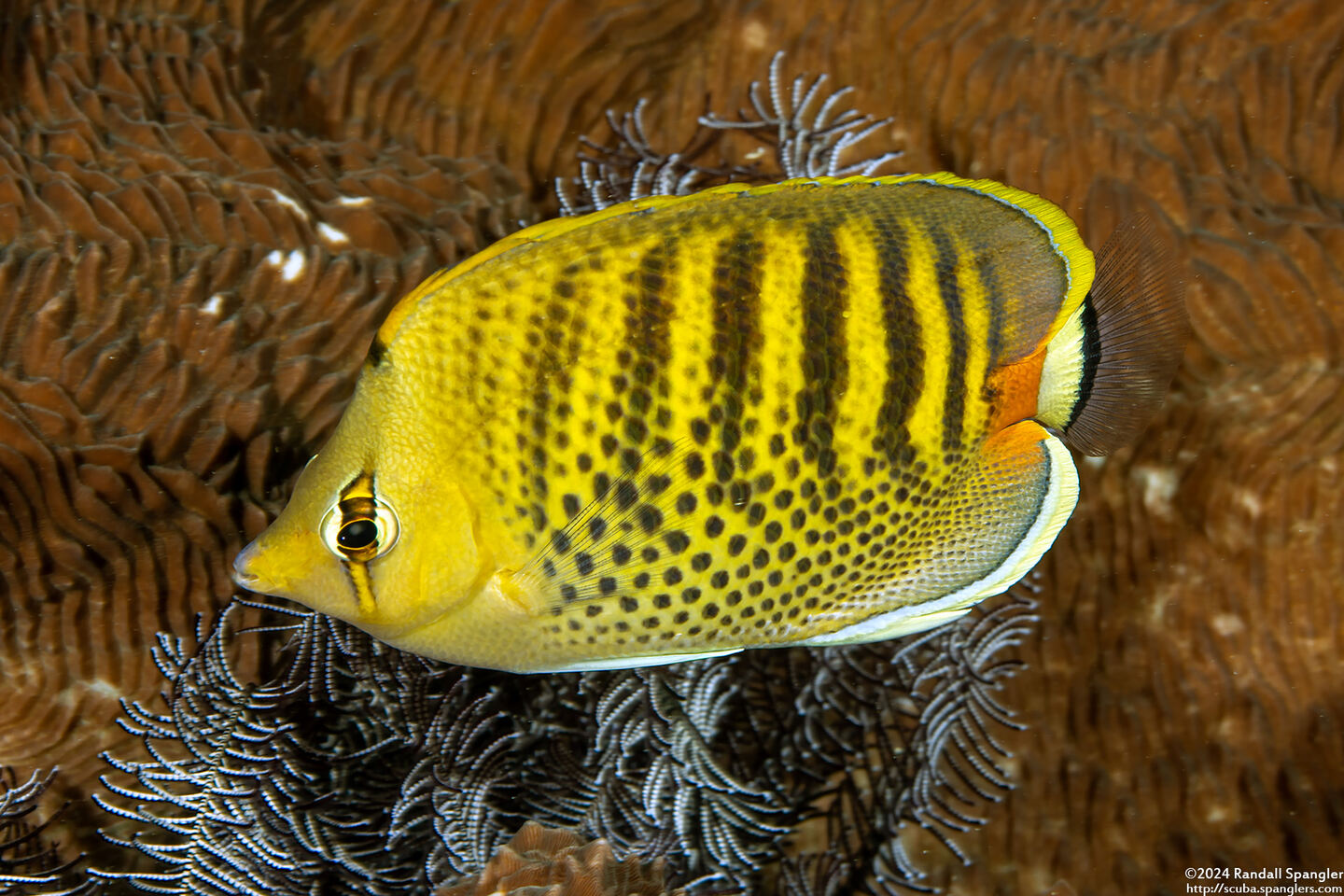 Chaetodon punctatofasciatus (Spot-Banded Butterflyfish)