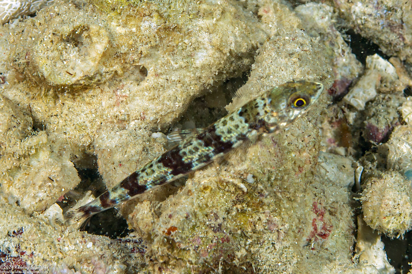 Synodus binotatus (Twospot Lizardfish)