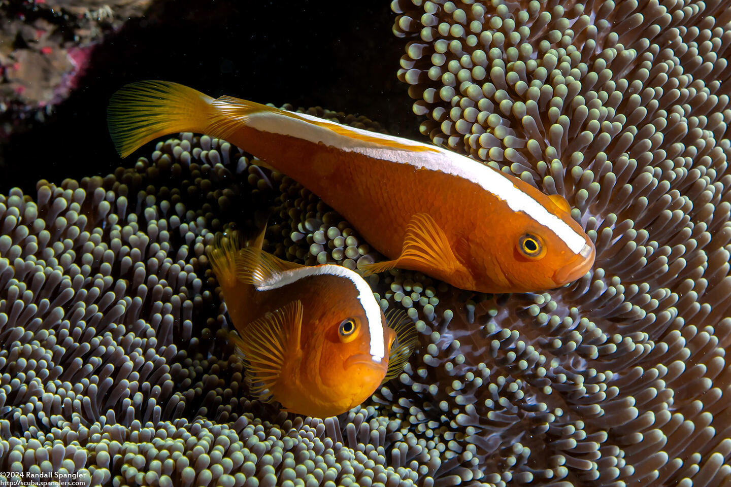 Amphiprion akallopisos (Skunk Anemonefish)