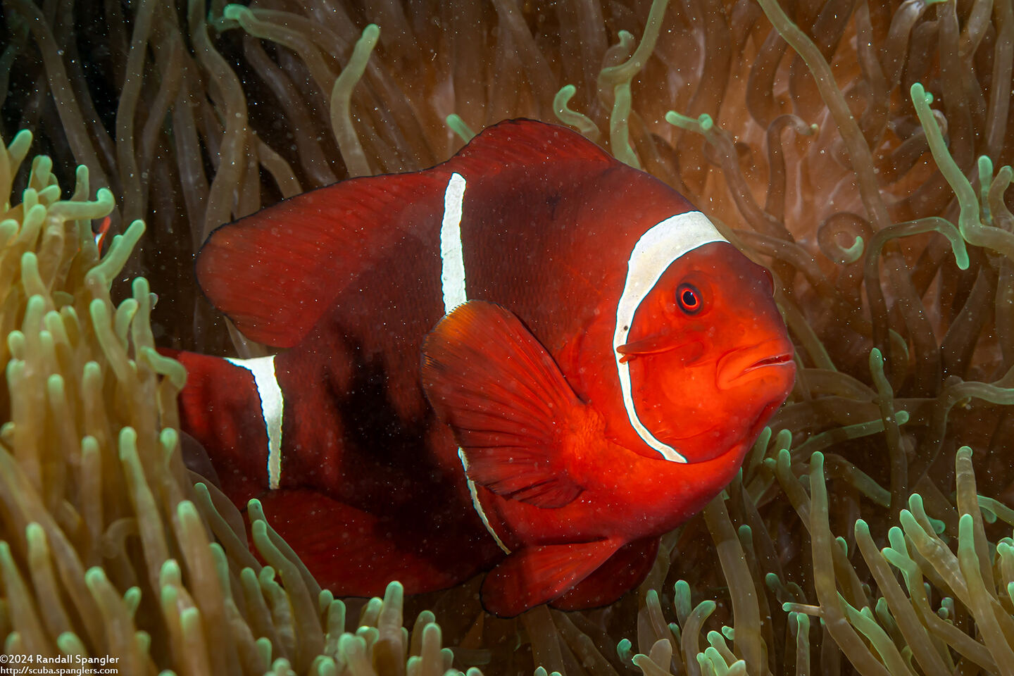 Amphiprion biaculeatus (Spinecheek Anemonefish)