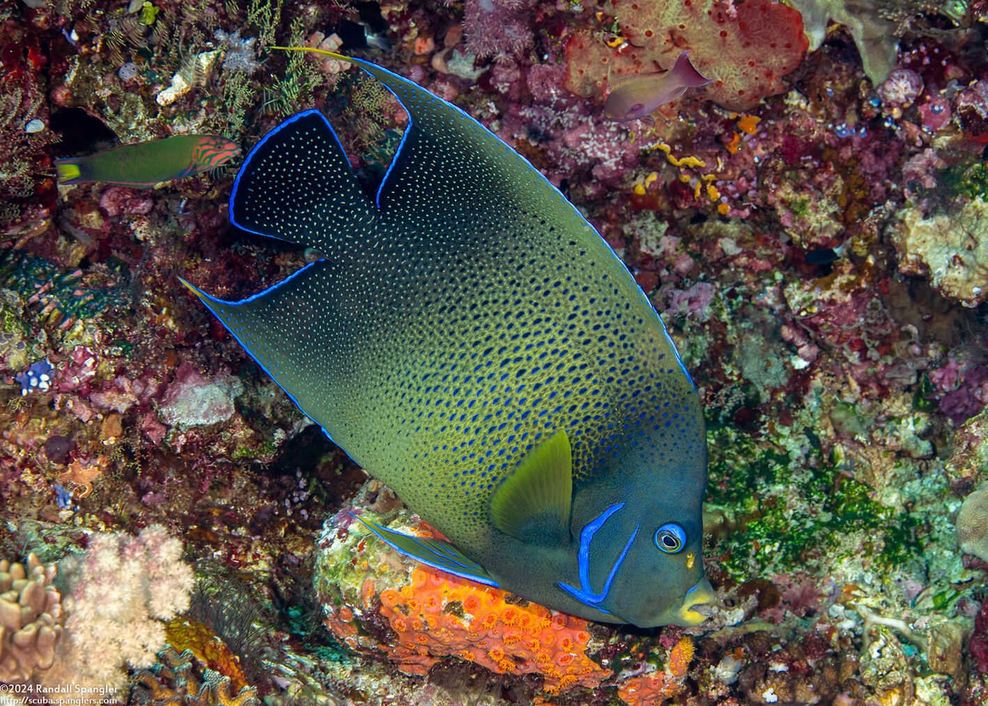 Pomacanthus semicirculatus (Semicircle Angelfish)