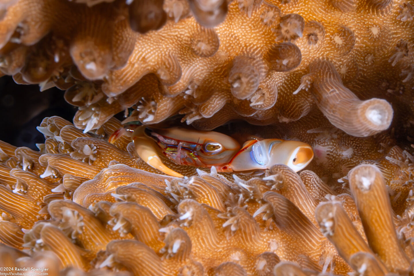 Tetralia cavimana (Coral Guard Crab)