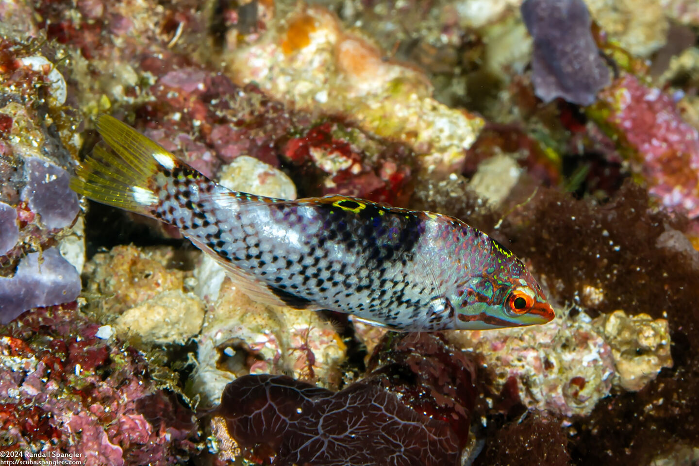 Halichoeres hortulanus (Checkerboard Wrasse)