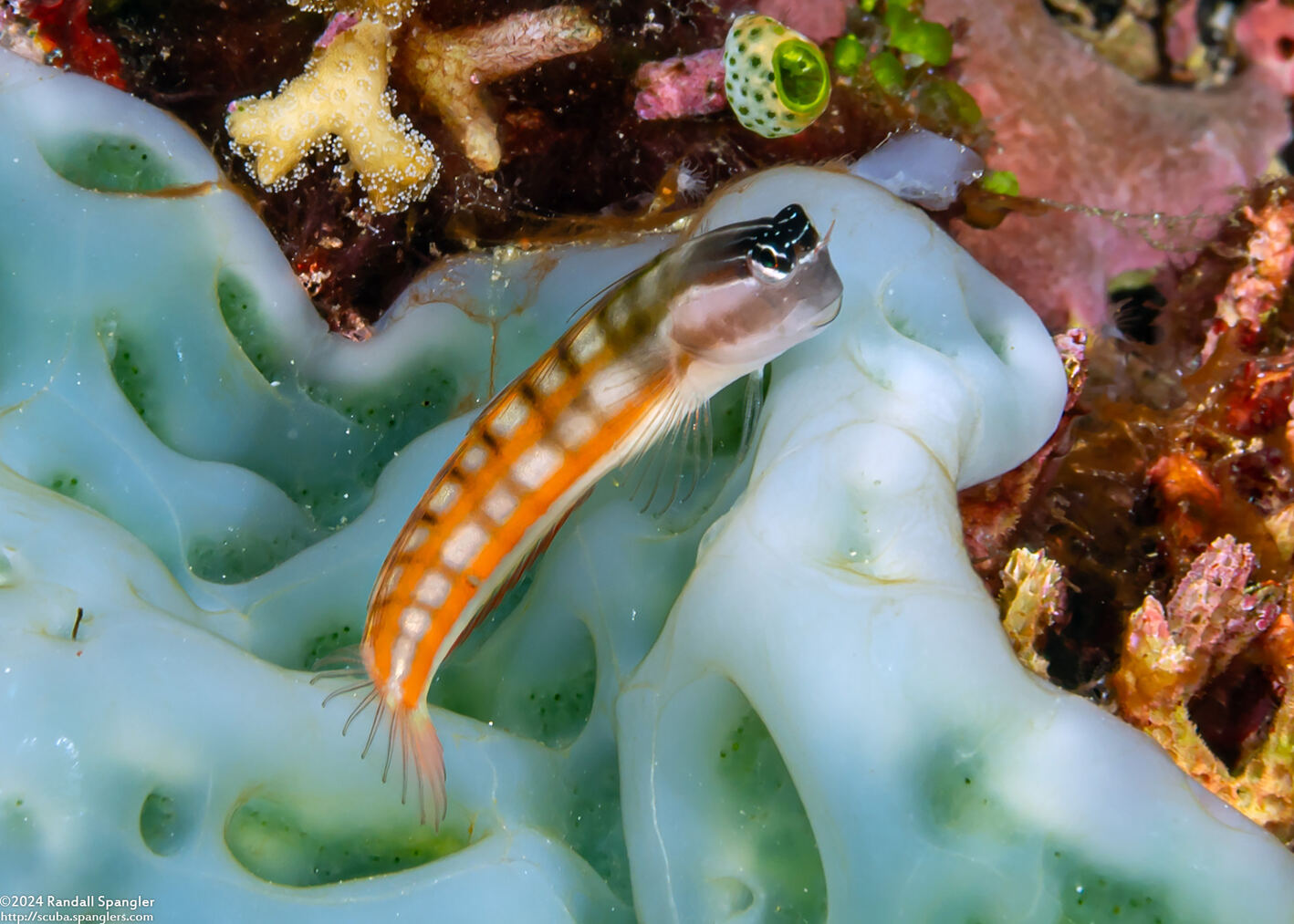 Ecsenius bathi (Bath's Coralblenny)