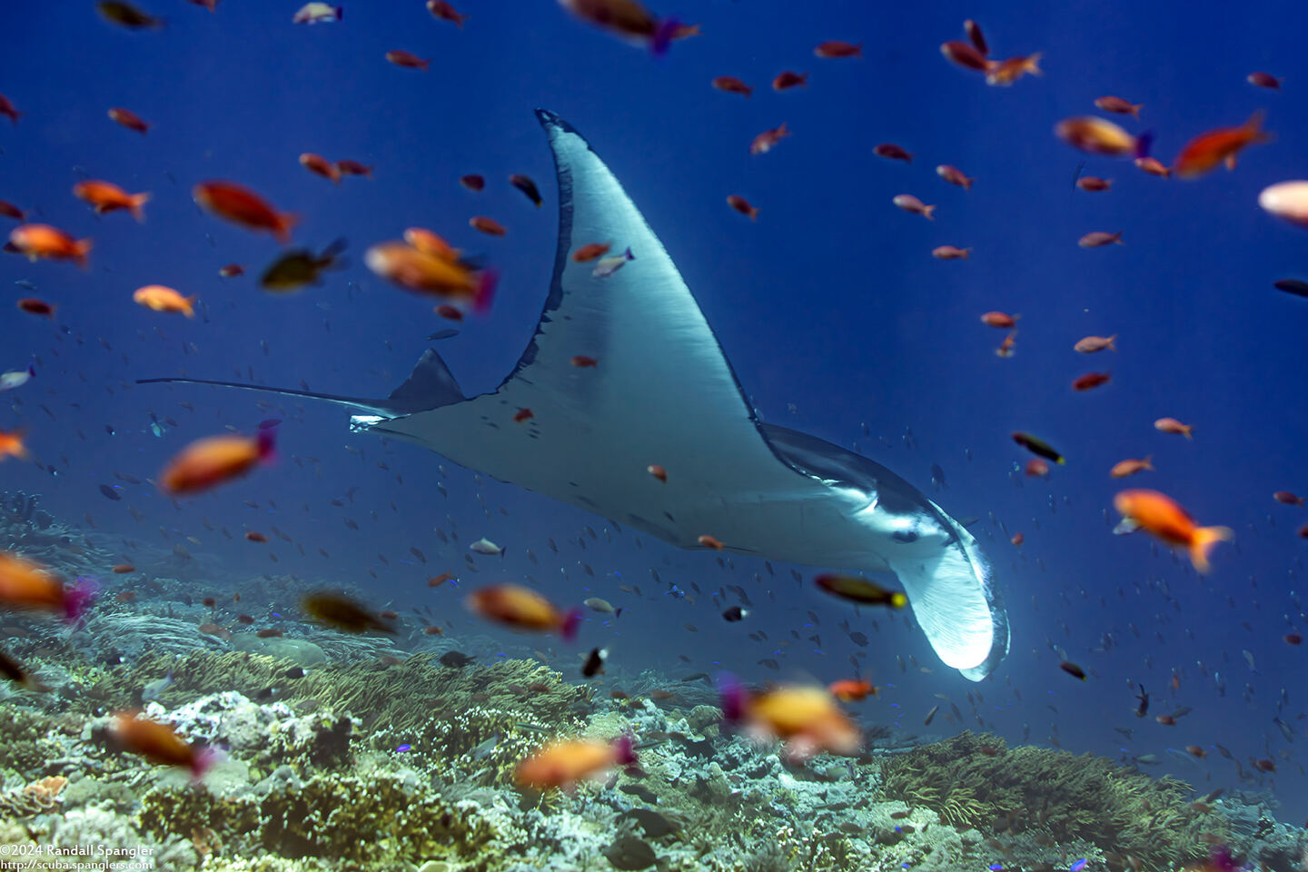 Mobula alfredi (Coastal Manta Ray)