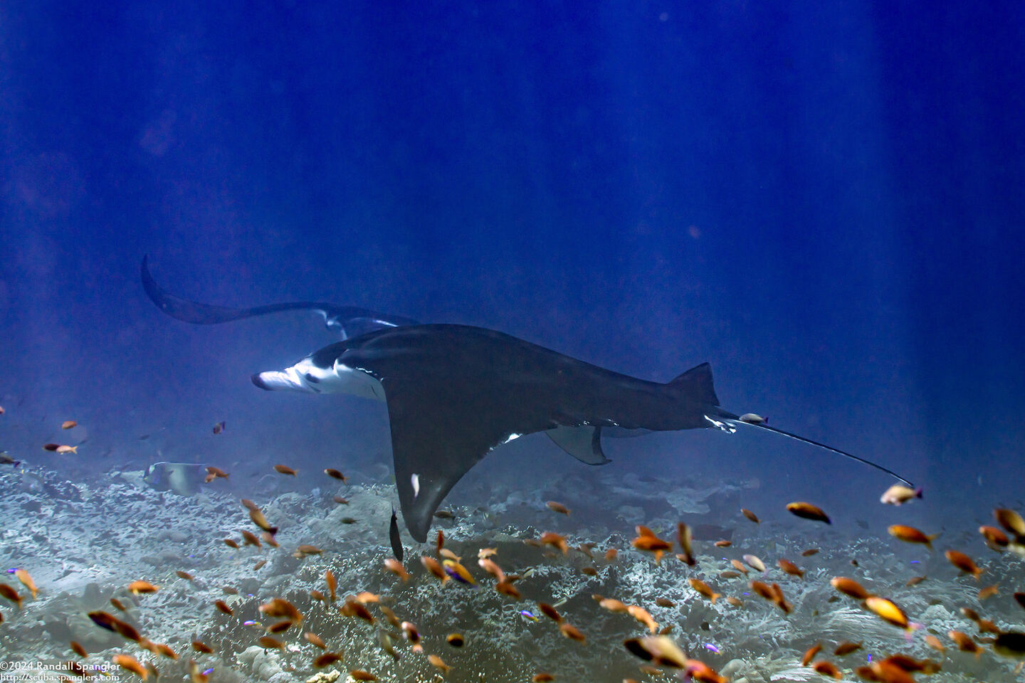 Mobula alfredi (Coastal Manta Ray)