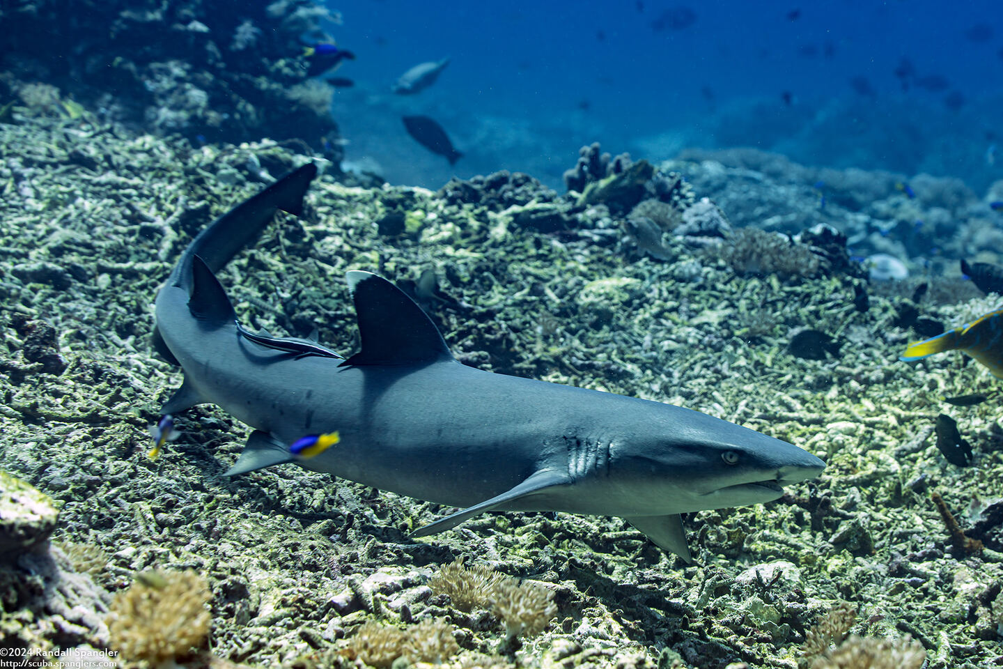 Triaenodon obesus (Whitetip Reef Shark)