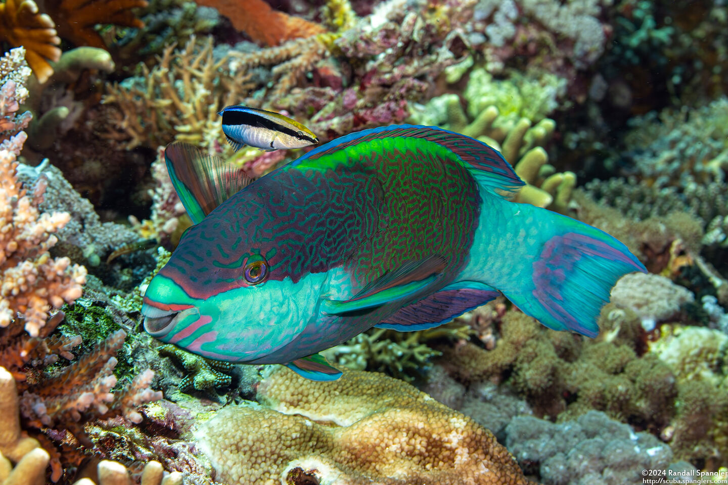 Scarus frenatus (Bridled Parrotfish)